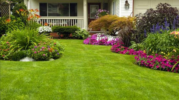 Get the best lawn ever